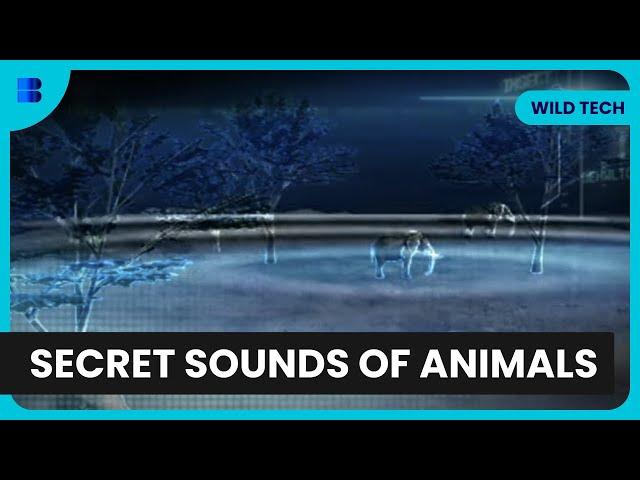 How Animals Talk! - Wild Tech - Science Documentary