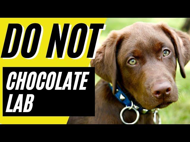 7 Reasons You SHOULD NOT Get a Chocolate Lab