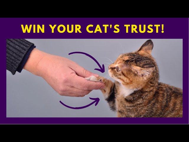 10 Proven Signs that Your Cat Trusts You ️