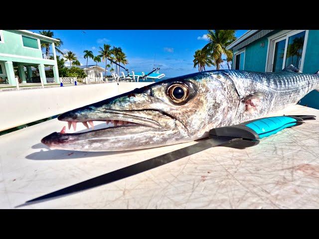 Catch n' Cook BARRACUDA STEAKS over a Fire Pit!