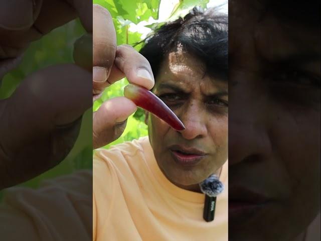 Witch Finger Grapes Review | Unique Grape Variety Grown on Farm  | Taste Test & Benefits!