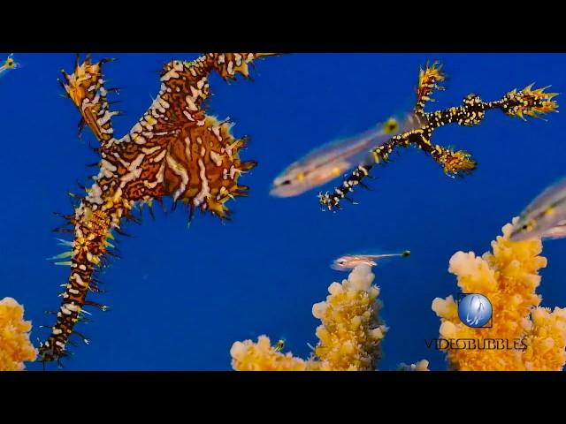 Amberjacks and three Harlequin ghost pipefish.