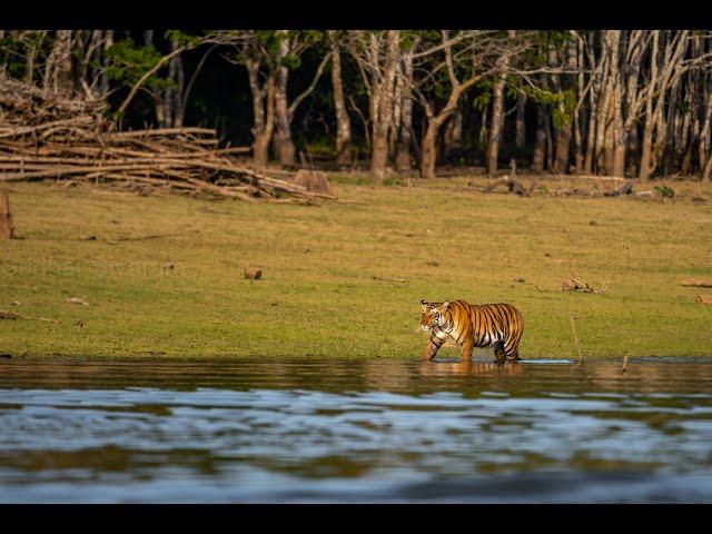 KABINI BOAT SAFARI - TIGER IN WATER