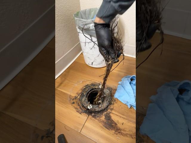 Little bit of roots and a high flange. Check out previous videos to see me lower it and reset toilet