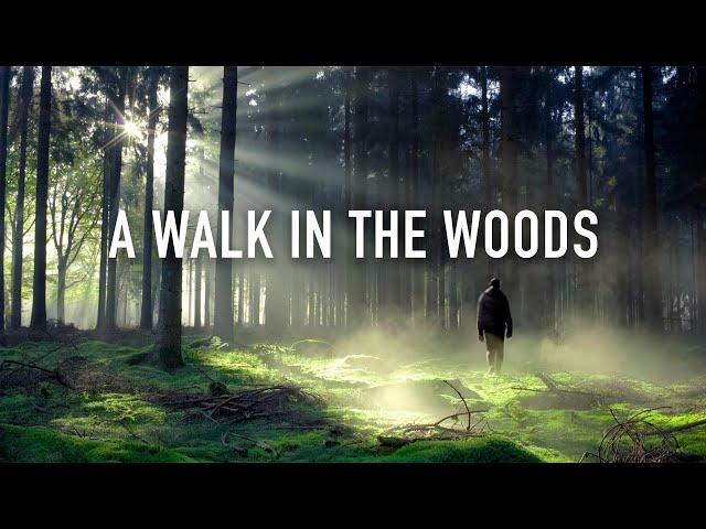 Guided Mindfulness Meditation: A Walk in the Woods [12 Minutes Spoken]