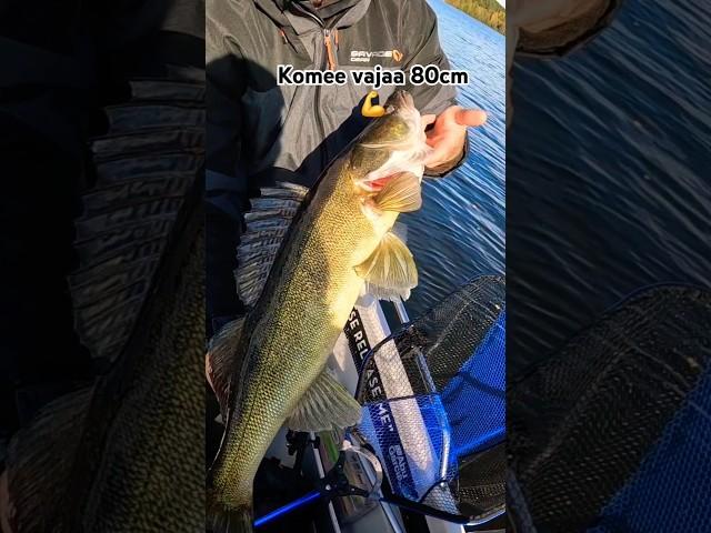 Syksy, Nays ja kuhat  #kuha #zander #mikado #naysbaits #bixlite #Nays Ndl43