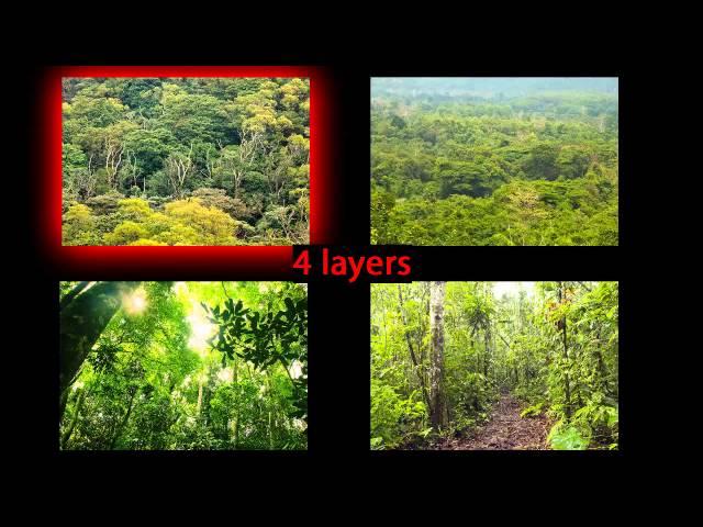 Virtual Field Trip - Amazon Rainforest