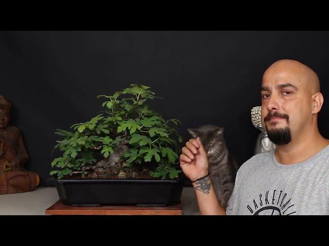 Epic Unboxing: Stunning Fig Tree Bonsai Revealed!