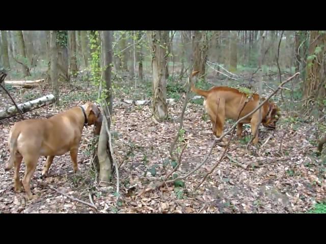 Loki Boerboel VS Tosa Inu Guarding