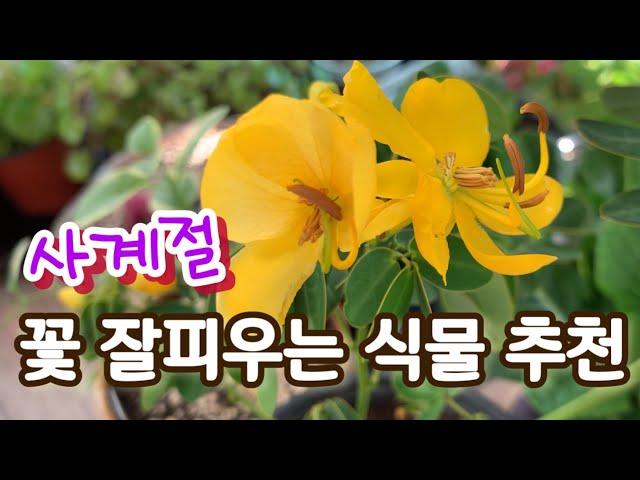 사계절 꽃피우는 식물 추천/ 베란다에서 키우기 좋은식물 추천 #꽃잘피우는식물