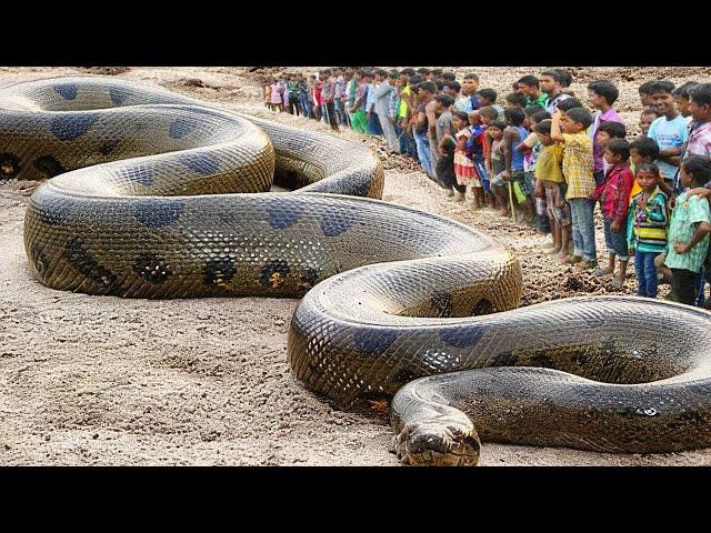 They Found The Largest Snake On The Planet Earth