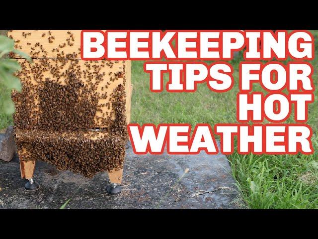 Beekeeping Tips For Keeping Your Bees Cool In Hot Weather