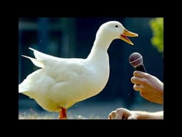 Duck Quack - Sound Effect (HD)