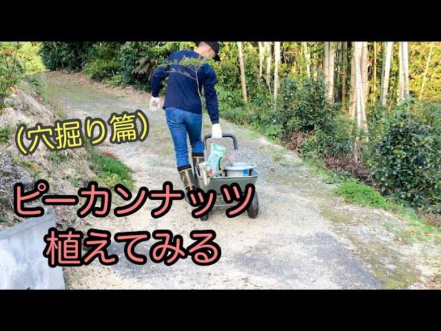 ”バターの木”ピーカンナッツを植えてみる〜穴掘り篇〜