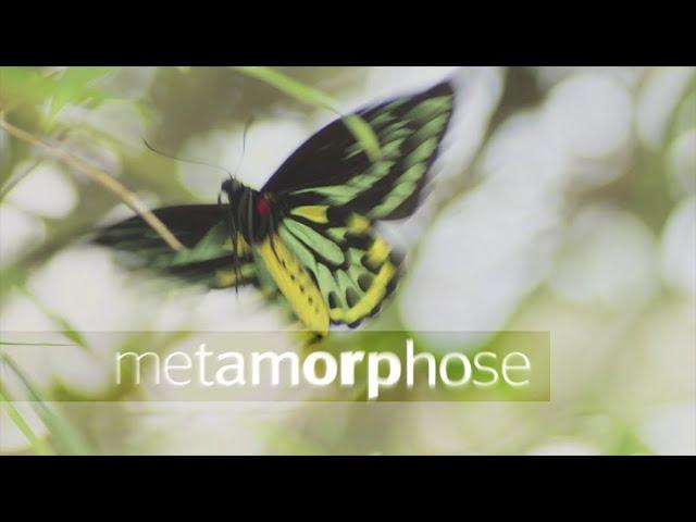 metamorphosis - German