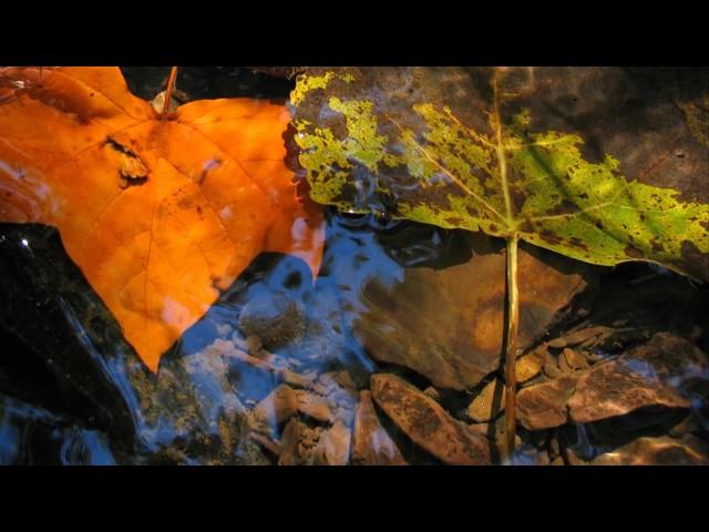 SPA music. Harmony of the autumn forest.