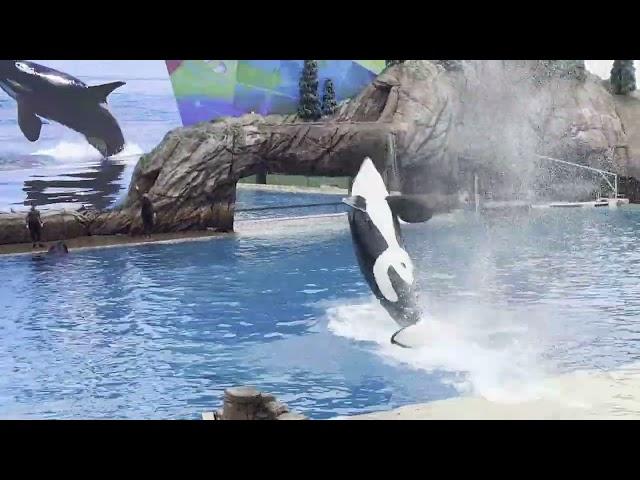 Dolphin and Orca Shows at SeaWorld - San Diego