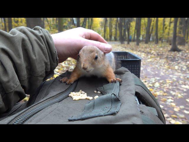 О волшебном парке, в котором живут белки / About the magical park where squirrels live