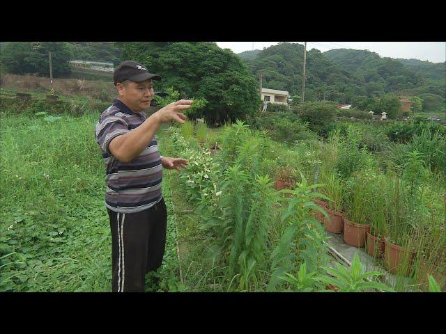 【水生植物】我的水草世界｜水生植物復育─吳聲昱 (公視我們的島 708集 2013-05-27)