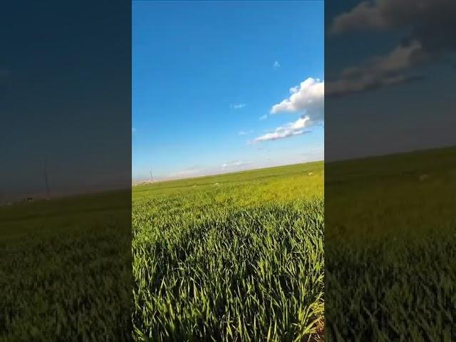 #schort #cutting #farmers #farmer #creator #mesopotamia #ackerman #ackerbau #ziraat
