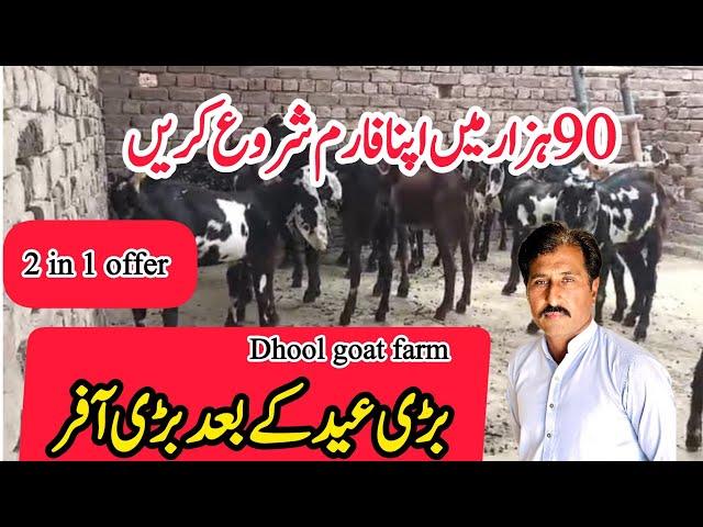 Qurbani 2025 goat offer||Goat farming ||Dhool goat farm