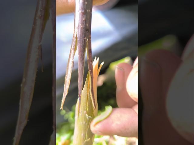 Do three graftings together, it will enhance the growth