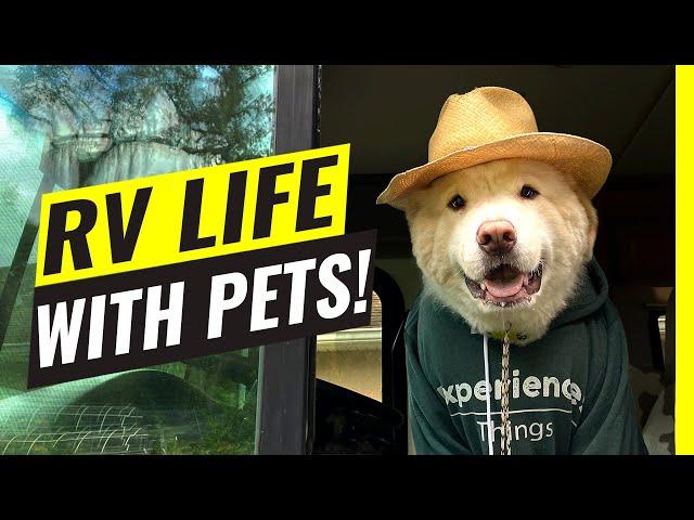 RV Life With Pets! 10 Hacks You NEED TO KNOW To Make It Work