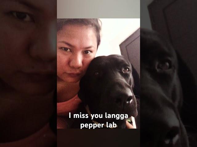 Lost my baby Pepper lab. Run free langga. Mamu loves you so much! #dog #labrador #labradorretriever