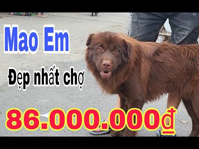 Mao em - chú chó bắc hà xù đỏ đẹp nhất chợ chó bắc hà #bachatv #bachamaket