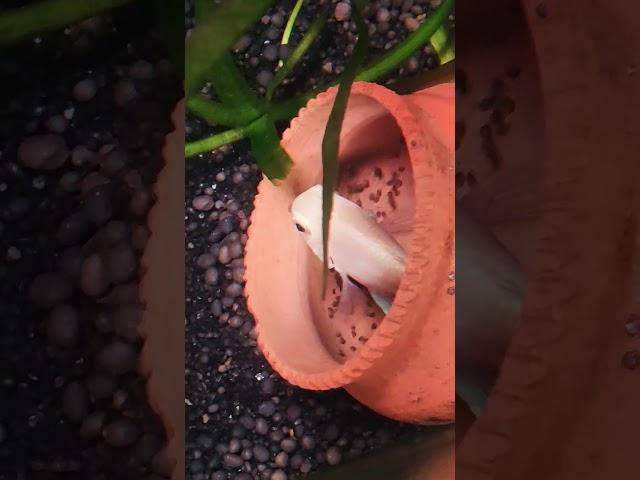 #shorts polar parrot baby