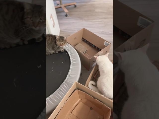 Meow Box #meowcat #catlife