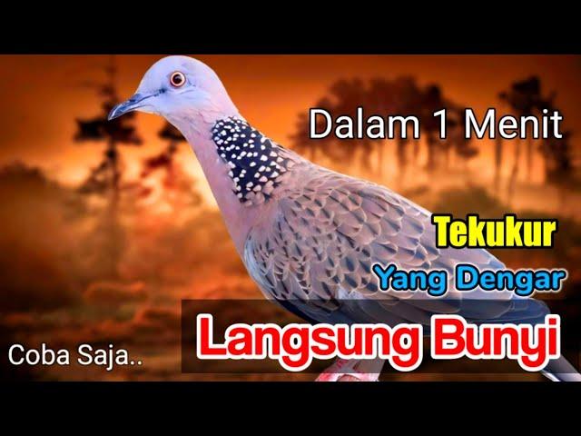 TEKUKUR GACOR suara merdu - PANCINGAN TEKUKUR dalam 1menit TEKUKUR  yang dengar langsung Bunyi