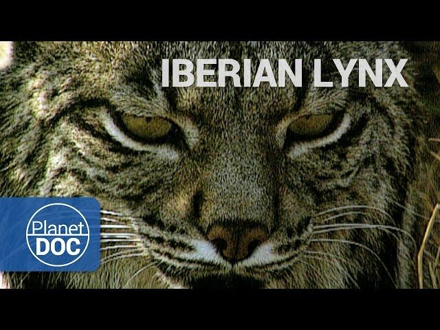 Wild Animals | Iberian Lynx - Planet Doc Full Documentaries