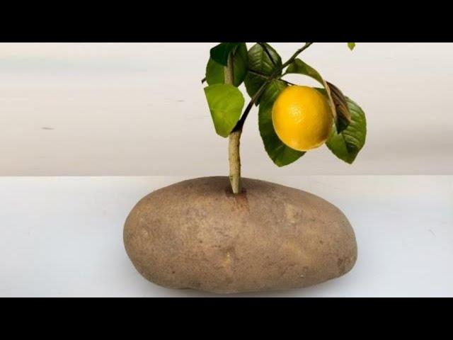 Put A Lemon Cutting In A Potato And Watch It GROW!!!