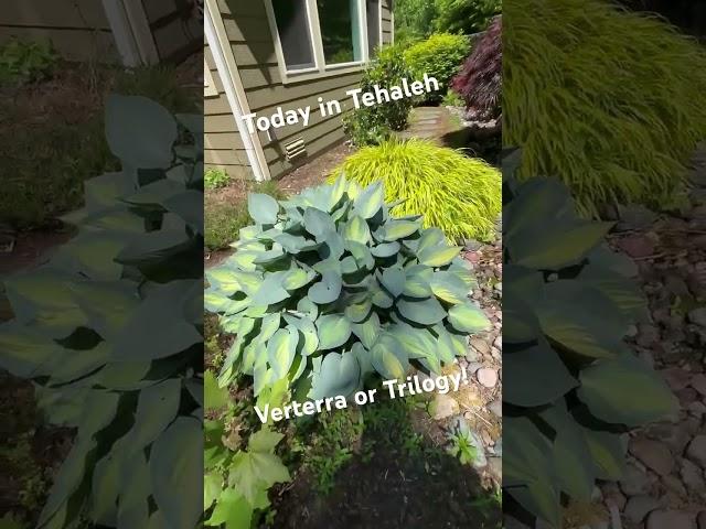 Today in Tehaleh - Verterra or Trilogy? Find out which 55+ community in Tehaleh is right for you!