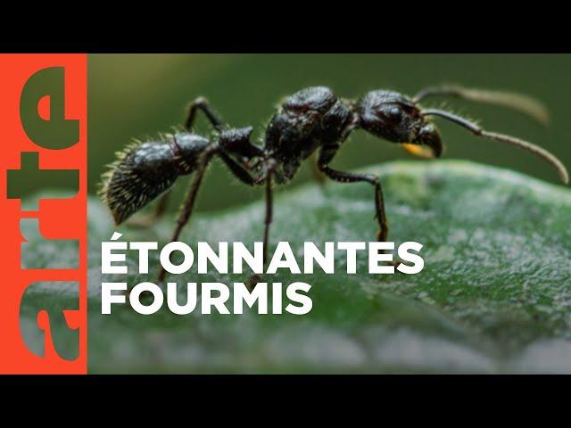 La grande parade des insectes | Fourmis | ARTE