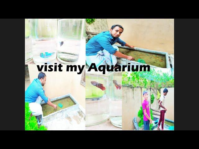 small color fish farm in Sri Lanka | smallest ornamental fish Aquarium