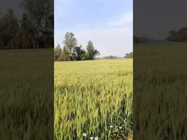 The most unique thing #travellerrishabh84 #travelvideo #vlog