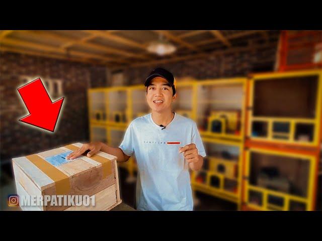 UNBOXING PIGEONS FROM THE TJAN BILLY ELITE TEAM CAGE