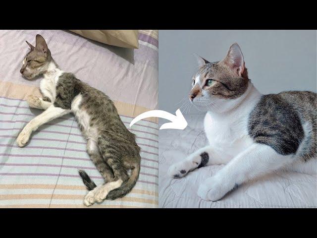 Street Cat Rescue: Before and After | Stray Cat (Puspin) Transformation