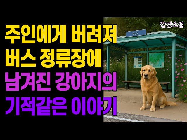 주인에게 버려져 버스 정류장에 남겨진 강아지의 기적같은 이야기