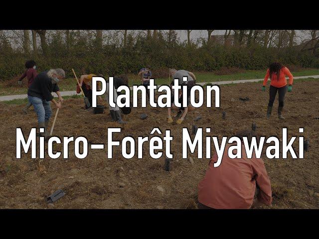 La méthode Miyawaki pour doper la création de forêt