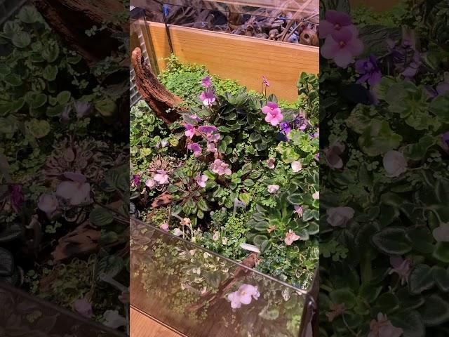 Фиалковый рай #biobox #floraldesign #plants