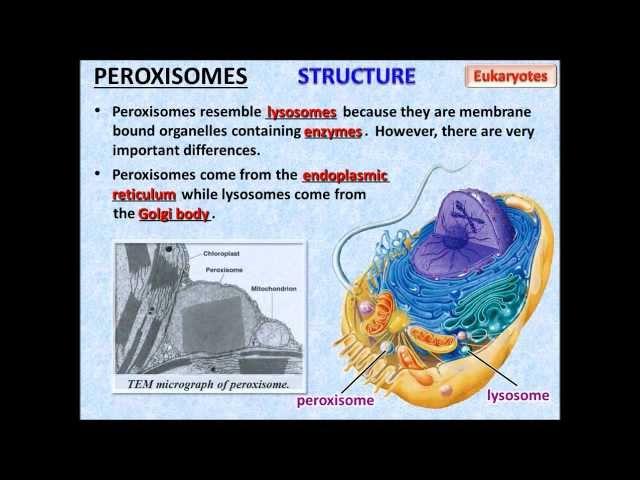 Cell Structure and Function - PowerPoint - Tangstar Science