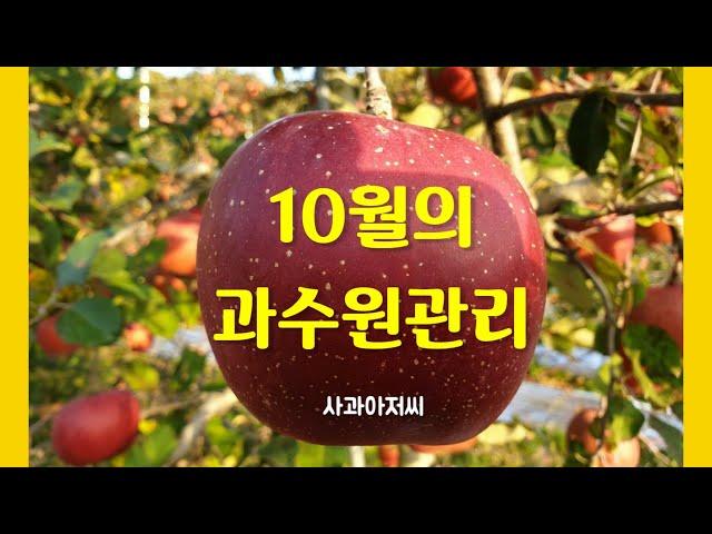 10월의 사과원 관리 : 감사비료 엽면시비 , 반사필름 피복, 추가 잎따기, 창고 소독 방법