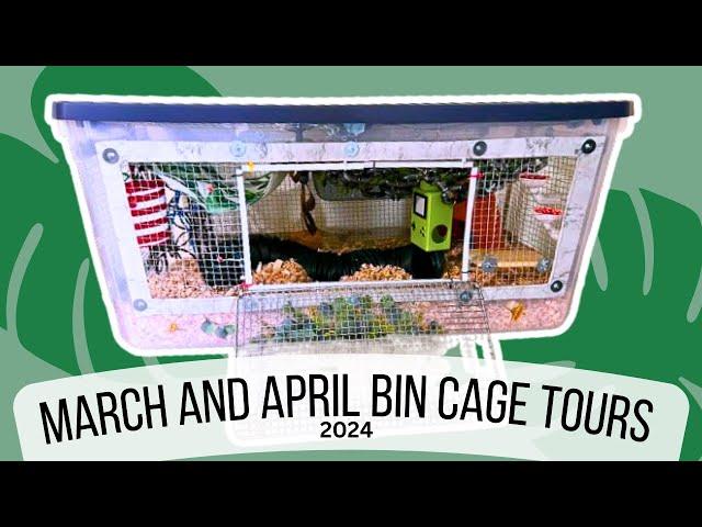 Rat Bin Cage Setups March And April 24