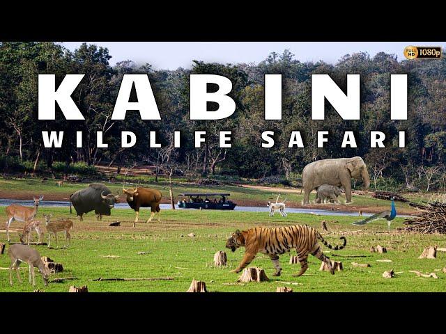 Kabini Safari | Jungle Lodges & Resorts Safari | Nagarahole Tiger Reserve | Dammanakatte | HD Kote