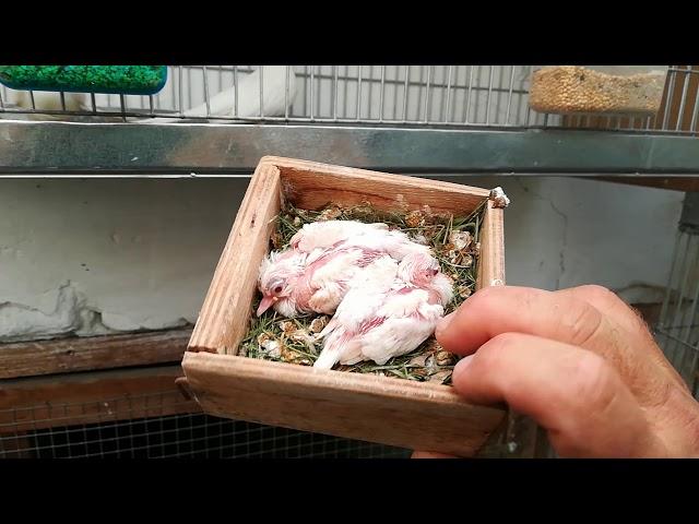 Diamond doves, breeding season(2020.05.10.)