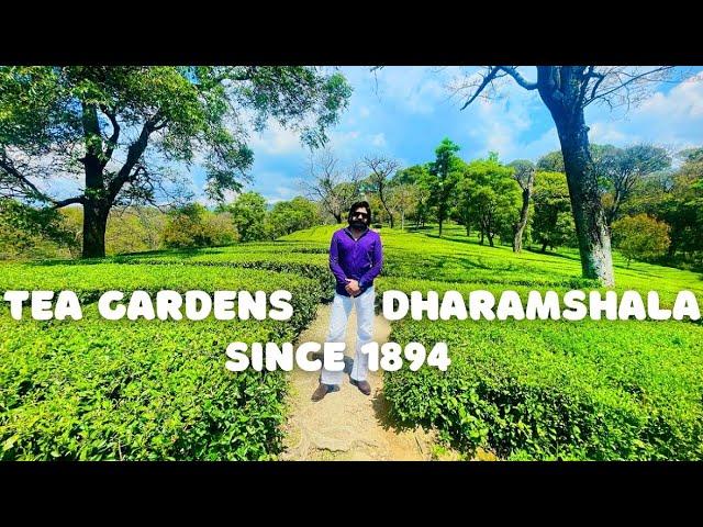 Tea Gardens Dharamshala Since 1894 || Places to Visit in Dharamshala || Himachal Tourist Places