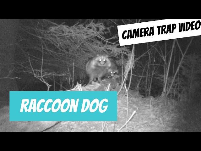 Nyctereutes procyonoides (Raccoon dog; kährik)... camera trap video